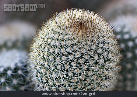 
                Kaktus, Mammillaria                   