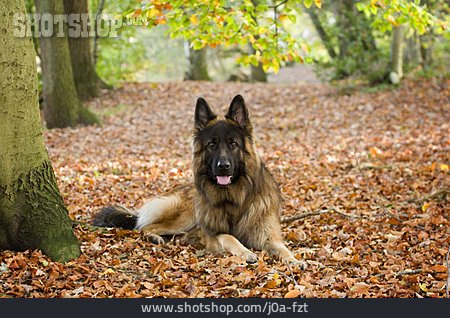 
                Schäferhund, Deutscher Schäferhund                   