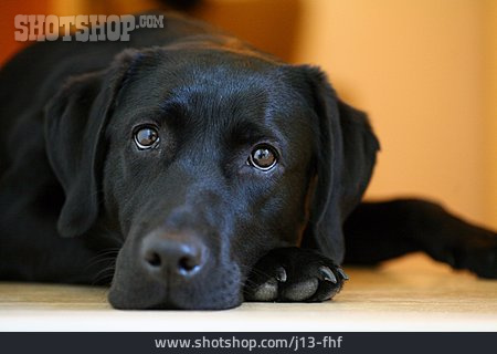 
                Hund, Labrador Retriever                   