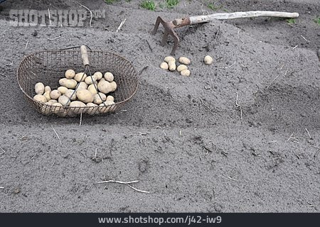 
                Kartoffeln, Kartoffelernte                   