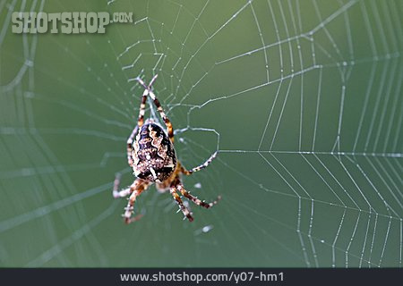 
                Spinnennetz, Kreuzspinne                   