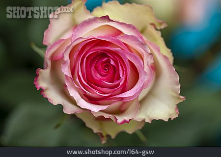 
                Rose, Blütenblatt                   