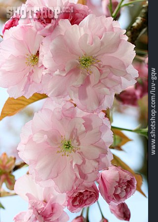 
                Kirschblüte, Japanische Blütenkirsche                   