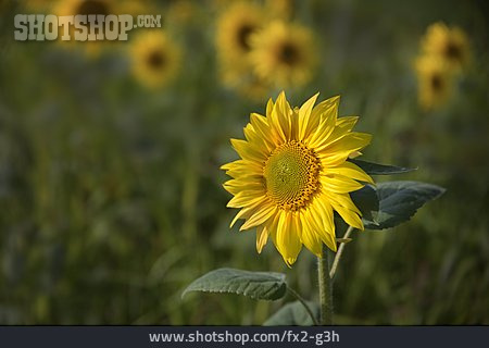 
                Sonnenblume                   