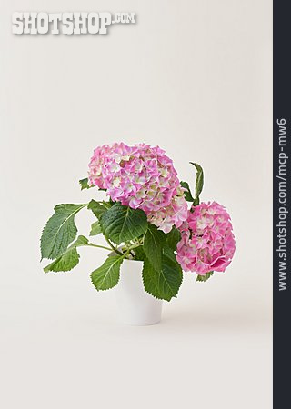 
                Blüte, Vase, Hortensien                   
