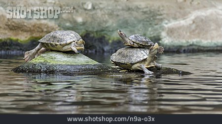 
                Wasserschildkröte                   
