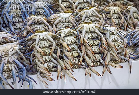 
                Krabbe, Fischmarkt, Krustentier                   