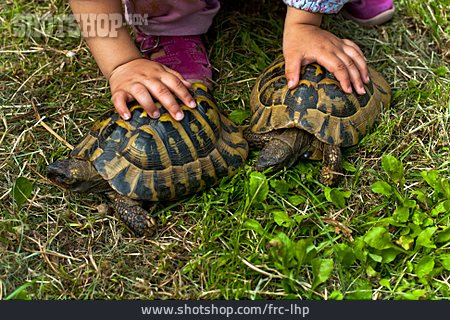 
                Haustier, Schildkröte                   