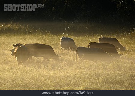 
                Pasture, Morning Mood, Cows                   