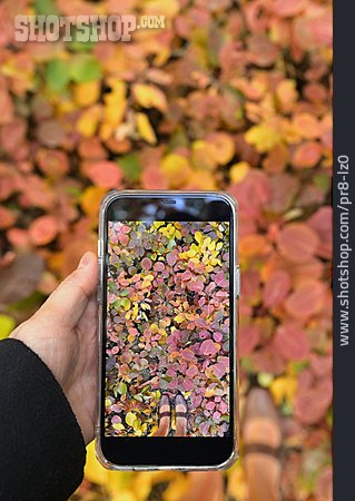 
                Herbstlaub, Fotografieren, Smartphone                   