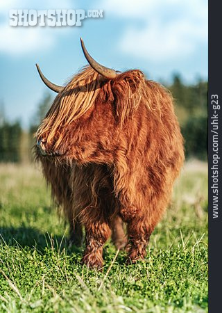 
                Schottisches Hochlandrind, Kyloe, Highland Cattle                   