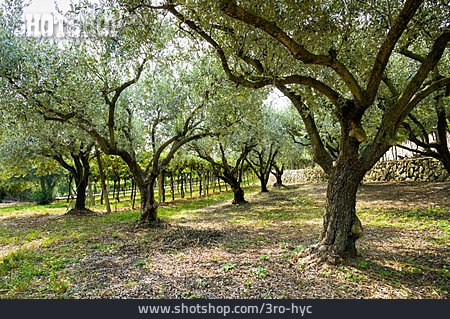 
                Olivenbaum, Olivenhain, Olivenbäume                   
