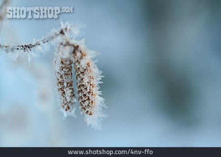 
                Winter, Frost, Eiskristall                   