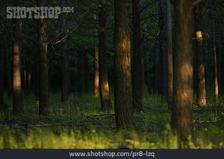 
                Wald, Lichteinfall                   