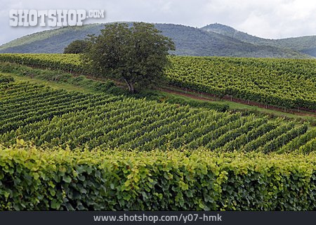 
                Weinberg, Weinreben, Weinbaugebiet                   