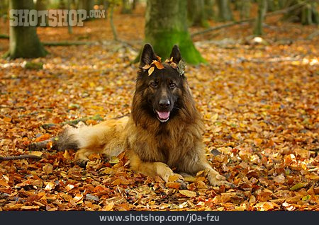
                Herbstlaub, Schäferhund                   