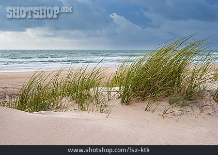 
                Strand, Küste, Nordsee, Dünengras                   