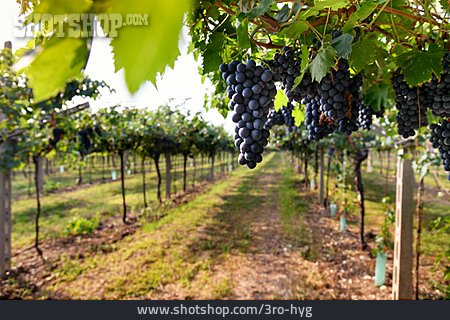 
                Landwirtschaft, Weinbau, Weinanbau                   