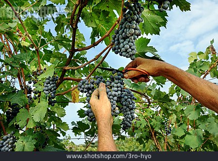 
                Weinlese, Ernten, Abschneiden, Traubenernte                   