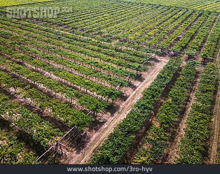 
                Landwirtschaft, Weinreben, Weinanbau                   