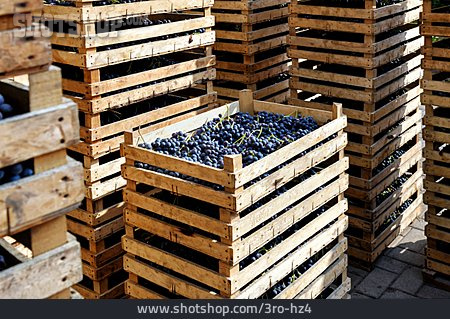 
                Landwirtschaft, Weinlese, Weinanbau, Traubenernte                   