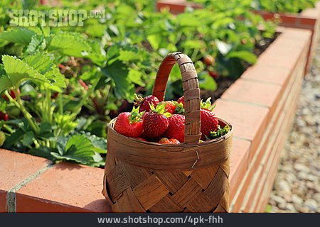
                Erdbeere, Ernte                   