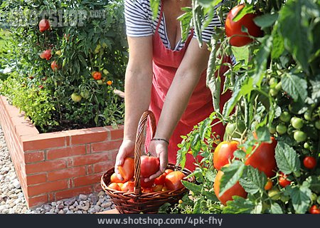 
                Tomate, Ernten, Gemüsegarten                   