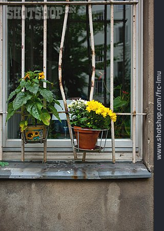 
                Fenster, Blumentopf, Mehrfamilienhaus                   