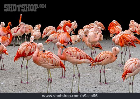 
                Flamingo, Flamingoherde                   