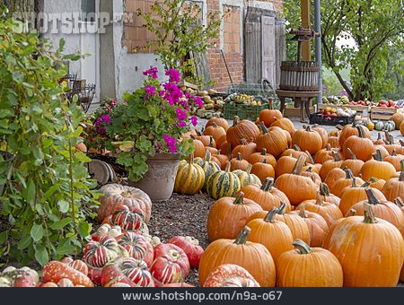 
                Gemüse, Kürbis, Erntedank, Herbstgemüse                   