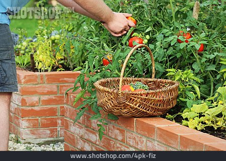 
                Garten, Tomatenernte                   