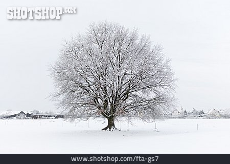
                Winter, Eiche, Schneelandschaft                   
