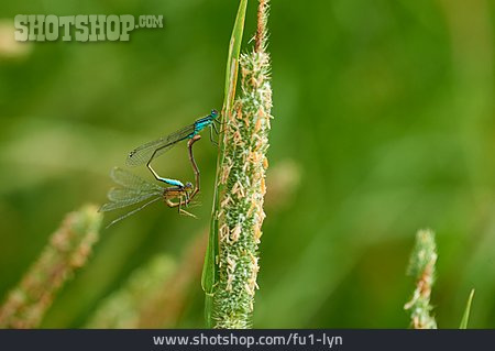 
                Mating, Blue Tailed Damselfly                   