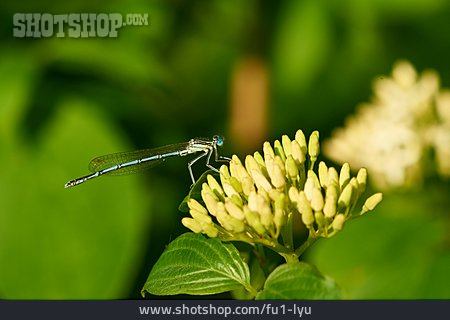 
                Blaue Federlibelle                   