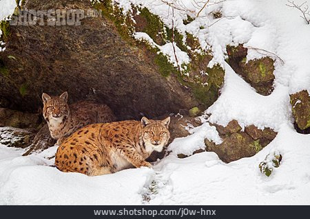 
                Lynx, Northern Lynx, Bavarian Forest                   