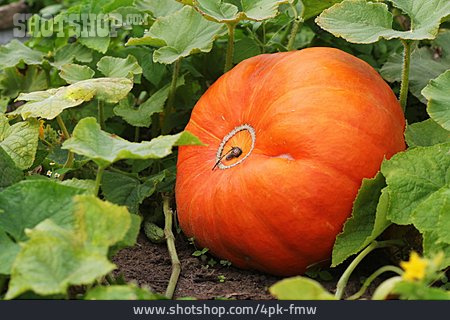 
                Squash, Pumpkin Plant                   
