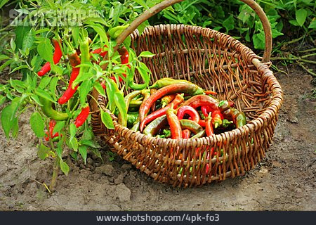 
                Chili, Ernte, Chilipflanze                   