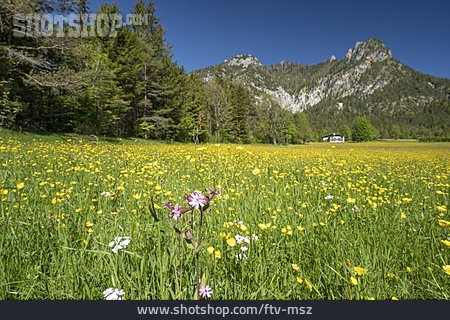 
                Blumenwiese, Wiesenblume, Lattengebirge                   