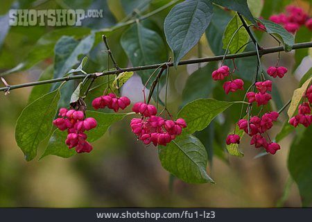 
                Fruits, Common Spindle                   