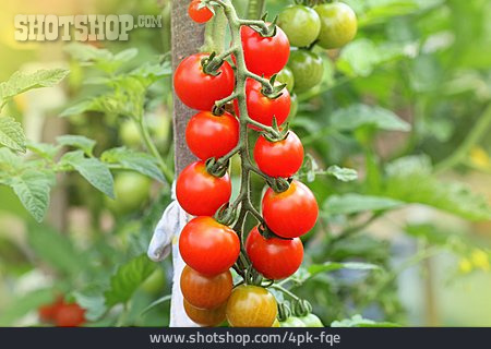 
                Tomaten, Rispen, Tomatenpflanze                   