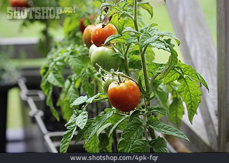 
                Balkon, Tomatenpflanze                   
