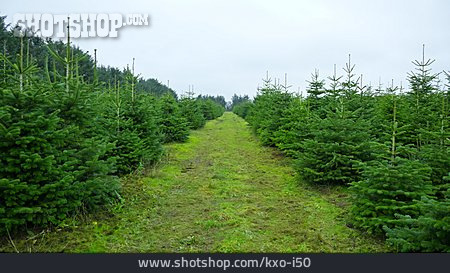 
                Weihnachtsbaum, Plantage, Christbaumplantage                   