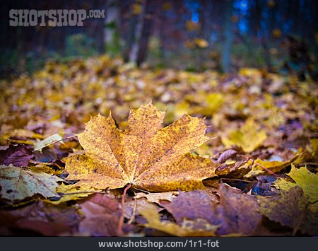 
                Laub, Herbstlaub, Waldboden, Ahornblatt                   