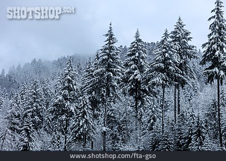 
                Winter, Schneebedeckt, Tannenwald                   