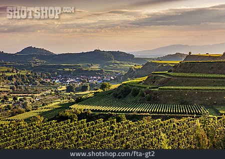 
                Weinanbaugebiet, Kaiserstuhl, Oberbergen                   