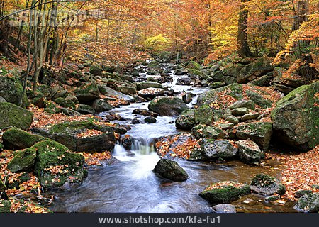 
                Bach, Wald, Herbst                   
