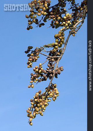 
                Blauglockenbaum                   