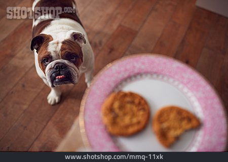 
                Hund, Hungrig, Kekse                   