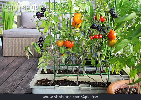 
                Tomaten, Balkon, Gemüseanbau                   