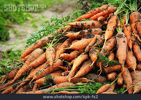 
                Karotten, Ernte                   
